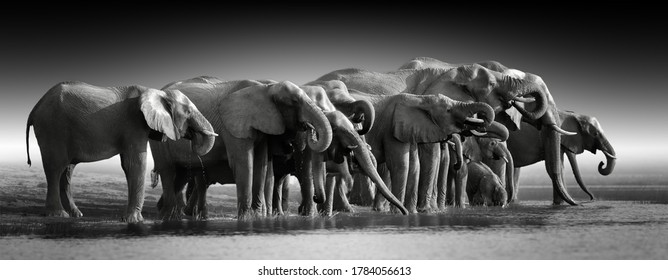 Fine art, black and white photo of group african elephants against dark background, standing on the bank of river Chobe, drinking water. Botswana safari.