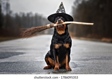 ほうきの柄を保持しているウィザードの帽子で面白いロットワイラー犬