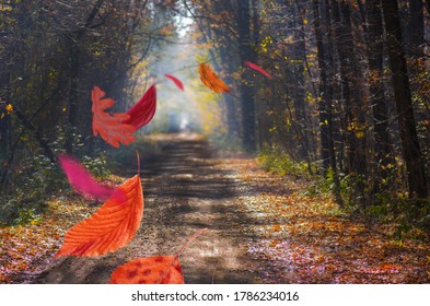 La strada che attraversa un parco dall'atmosfera oscura e mistica. Misteriosa foresta fatata nella nebbia. Strana foresta nebbiosa in autunno. Paesaggio naturale nebbioso.