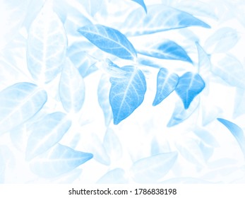 Mooie abstracte kleur grijze en blauwe bloemen op witte achtergrond en donkere bloem frame en blauwe bladeren textuur, blauwe achtergrond, donkerblauwe grafische banner