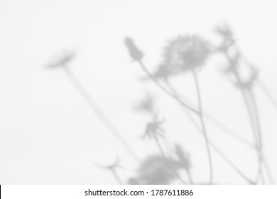 Overlay-Effekt für Foto. Verschwommene graue Schatten von Löwenzahnblumen und zartem Gras an einer weißen Wand. Abstrakter neutraler Naturkonzepthintergrund. Platz für Text. Schatten für natürliche Lichteffekte.