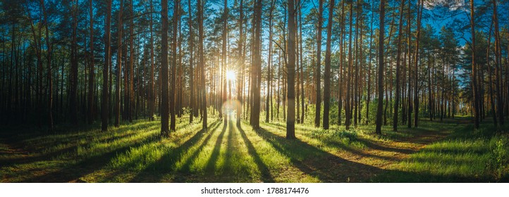 美しい夕日、日の出、太陽、晴れた夏の針葉樹林の太陽の光。森の風景の中の森を抜ける太陽の光。パノラマパノラマビュー