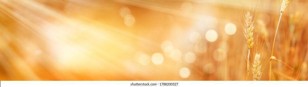 Ladang gandum Saisonal dalam warna keemasan bercahaya. Jarak dekat dengan kedalaman medan pendek dan bokeh abstrak. Latar belakang untuk konsep pemakanan.