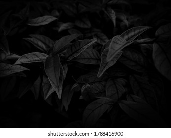 暗い背景に美しい抽象的な色のグレーと白の花と明るいピンクの花のフレームと暗い葉のテクスチャ、暗い背景、カラフルなグラフィック バナー、白い葉、黒い葉