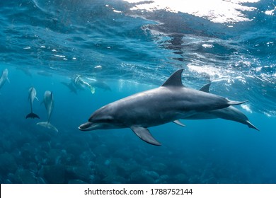 Dolfijnen die Mikurajima bewonen in Tokio, Japan