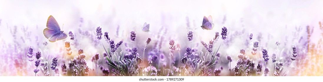 開花ラベンダーの花と夏の朝の背景に飛んでいる蝶。紫の成長ラベンダー パノラマ ビュー
