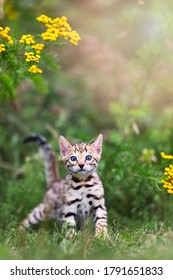 Un lindo gatito bengalí de pura raza manchado al aire libre en la hierba con flores en el fondo. Aventura de verano. El gatito tiene 7 semanas. Copie la sala de espacio para texto.