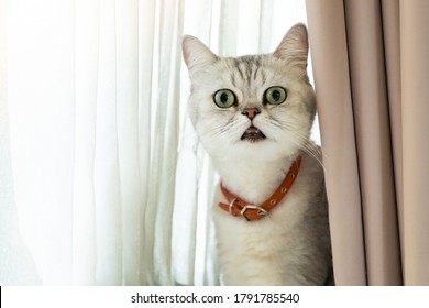 Kat verraste gezicht met open ogen wijd binnen terwijl hij zich verstopte met wit en beige gordijn met kopieerruimte. Verbazingwekkende schokgezicht witte en grijze tweekleurige kat terwijl hij een ongewone vreemdeling ontmoet.