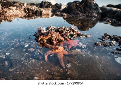 Seastars are found in a tide pool at Salt Point State Park in northern California, just north of San Francisco. The seastars are feeding on the plethora of mussels growing in the shallows.