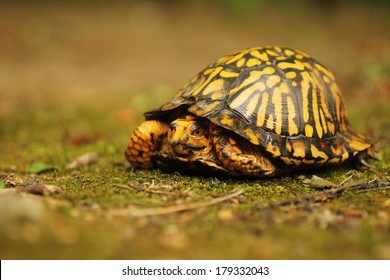 Östliche Dosenschildkröte auf moosigem Boden