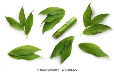 Groene bamboe bladeren set geïsoleerd op een witte achtergrond