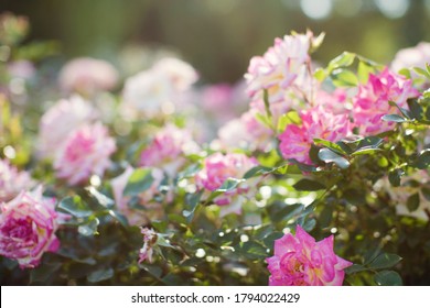 Hermosas rosas rosadas en el jardín. Cerrar rosas rosadas en el parque a la luz del sol