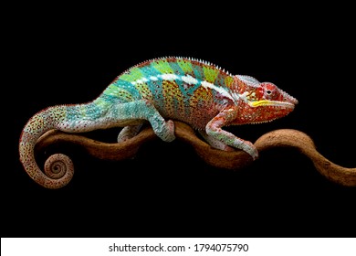 Beautiful color of chameleon panther, chameleon panther on branch, with black background