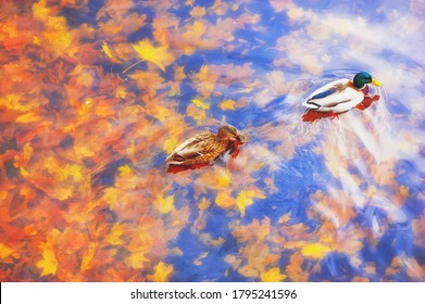 Zwei Stockenten auf einem Wasser in einem dunklen Teich mit schwimmenden Herbst- oder Herbstblättern, Draufsicht. Schöne Herbstnatur. Herbst-Oktober-Saisontier, Landschaftshintergrund. Vibrierende rote orange Naturfarben