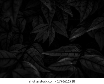 暗い背景に美しい抽象的な色のグレーと黒の花、暗い葉のテクスチャ、暗い背景、カラフルなグラフィック バナー、白い葉、黒い葉