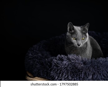 Retrato de estudio de gato azul ruso con cama de gato