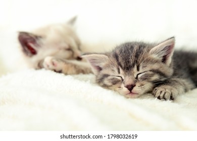 Zwei süße Kätzchen schlafen auf einer weißen, flauschigen Decke. Porträt eines schönen, flauschigen, gestreiften Tabby-Kätzchens. Tierbabykatze liegt im Bett.