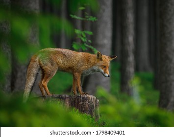 Red fox, Vulpes vulpes, in dark green forest. Fox stands on stump and sniffs about prey in green blueberry. Wildlife scene from summer nature. Orange fur coat animal in habitat. Fox is clever beast.