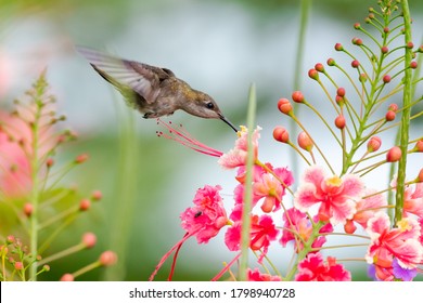 Bird Kolibrik Stiahnutie Tapety Hd