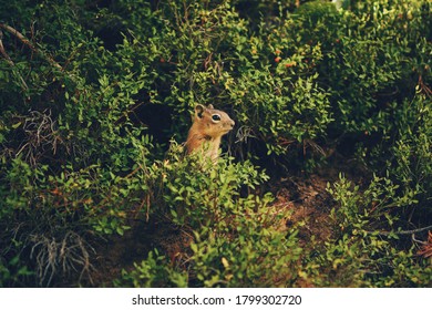 chipmunk at lake Irene in colorado