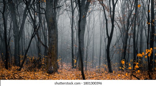 霧の秋の日に美しい森。暗い、妖精、秋、神秘的な森の小道、黄色い葉の高い木々の間。パノラマワイドショット。
