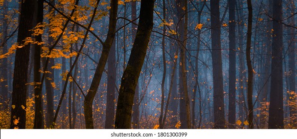 霧の秋の日に美しい森。妖精、黄色の葉を持つ秋の神秘的な森の木。パノラマワイドショット。