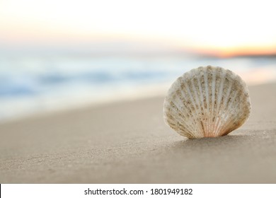 日の出、クローズアップの砂浜の美しい貝殻。テキスト用のスペース