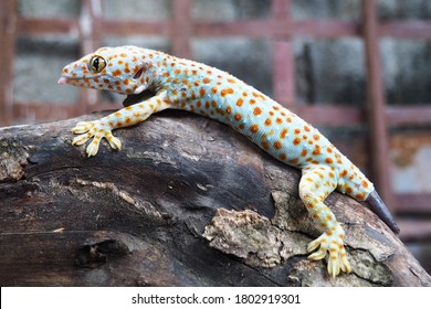 Schließen Sie oben von Gecko oder tropischen asiatischen Geckos auf den drei oder Wand des Hauses, schöner Hautgecko in Indonesien