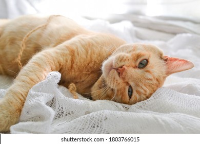Gato rojo claro sobre una manta blanca, luz de la ventana. Un lindo gato pelirrojo yace debajo de una manta blanca en el alféizar de la ventana, en la cama.
