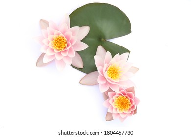 Seerosen mit Blätter isoliert auf weißem Hintergrund. Lotusblumen blühen, Draufsicht.