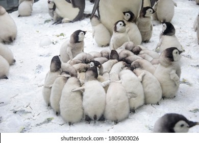 keluarga penguin dengan anak penguin yang besar