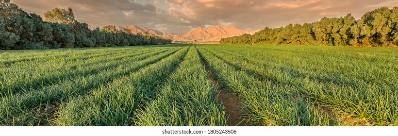 ねぎが熟している畑のパノラマビュー。中東の砂漠地帯における農業産業