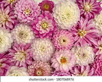 Flores de color rosa dalia blanca, fondo de pantalla. Flores de dalia con gotas de lluvia, fondo de papel tapiz de vista superior. Florecimiento de las dalias