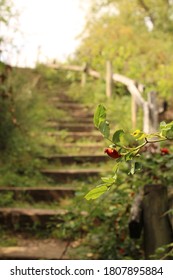 ケーニヒスドルファー フォルストの階段と端の赤い植物