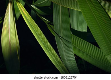 Green cogongrass or Kunai grass on black background, Green leaves background