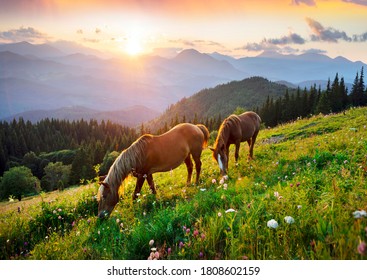 Op schone alpenweiden grazen wilde paarden als mustangs. Bloeiende weilanden tegen de achtergrond van prachtige bostoppen, de zon gaat onder, een warme zomeravond