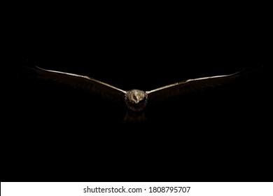 Bird of prey. Creative abstract nature. Darkness background.