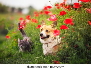 chó Corgi và mèo sọc ngồi trong khu vườn mùa hè đầy nắng trên luống hoa anh túc đỏ