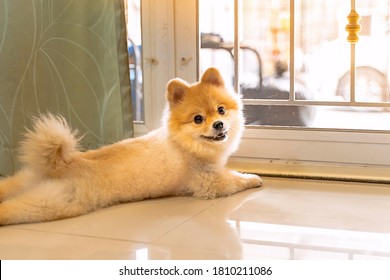 el solitario perro Pomerania está esperando que alguien abra la puerta. lindo cachorro sentado en la puerta principal mirando afuera esperando que alguien regrese a casa.