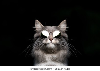 grappig studioportret van een blauwe tabby maine coon-kat die een zonnebril draagt ​​en er cool uitziet geïsoleerd op zwarte achtergrond