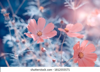 Mooie roze kosmos bloemen in het zonlicht op een blauw getinte achtergrond. Gevoelige abstracte aard. Zachte selectieve focus