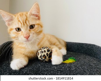gatito rojo lindo con patas blancas acostado sobre una almohada negra en casa. Pequeña mascota muy hermosa. Retrato de animal en interiores con ojos oscuros. Gato mantenga juguete de bola pequeña brillante. Fondo blanco de pared