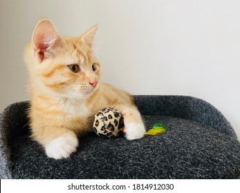 gatito rojo lindo con patas blancas acostado sobre una almohada negra en casa. Pequeña mascota muy hermosa. Retrato de animal en interiores con ojos oscuros. Gato mantenga juguete de bola pequeña brillante. Fondo blanco de pared