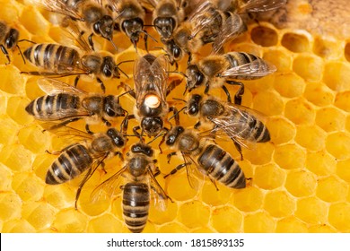 de koningin (apis mellifera) gemarkeerd met stippen en bijenwerkers om haar heen - leven van bijenkolonie