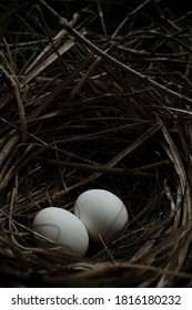 Het vogelei in het nest