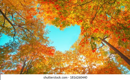 Fondo de bosque de otoño. Árbol de colores vibrantes, follaje rojo anaranjado en el parque de otoño. Cambio de naturaleza Hojas amarillas en la temporada de octubre Sol en forma de corazón azul cielo Día soleado clima, marco de pancarta de luz brillante