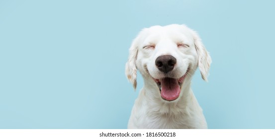 Cachorro de perro feliz sonriendo sobre fondo azul de color con los ojos cerrados.