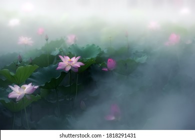 Tidligt på sommeren blomstrer lotusen i lotusbassinet i tågen, ligesom et kinesisk blækmaleri.