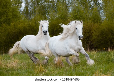 Twee witte paarden galopperen samen buiten in het veld. Twee grote zware trekpaarden met vrijheid op de achtergrond van de natuur in de herfst.
