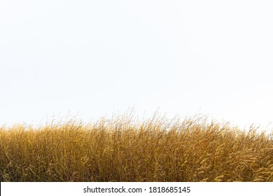 Hierba salvaje amarilla alta contra un cielo/un fondo blancos aislados.